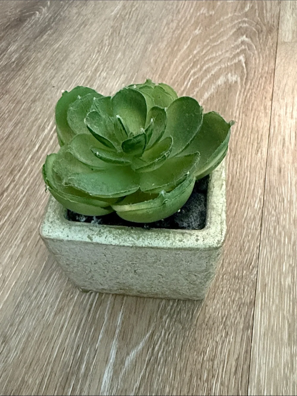 Bundle of 2 Mini Faux Succulents Non Matching Ceramic Pots Kohl's Target 2